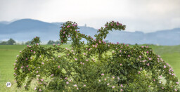 Sipy-a-Topoc.-hrad-od-Jacoviec